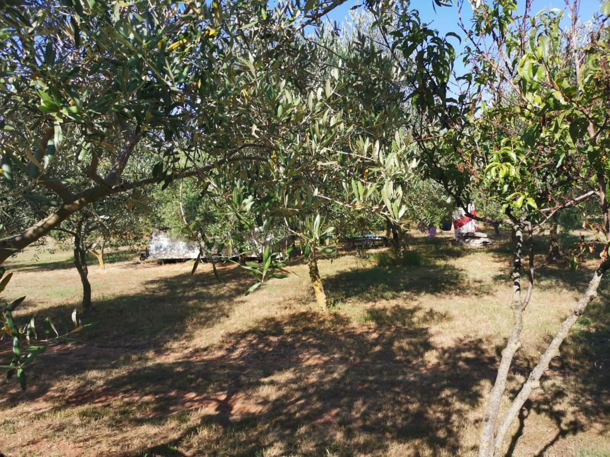 Jacuzi In The Olive Grove *
