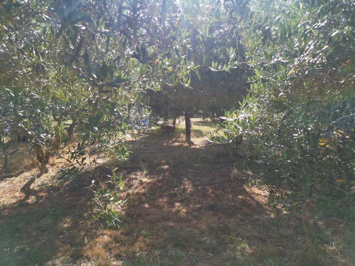Jacuzi In The Olive Grove Camping *