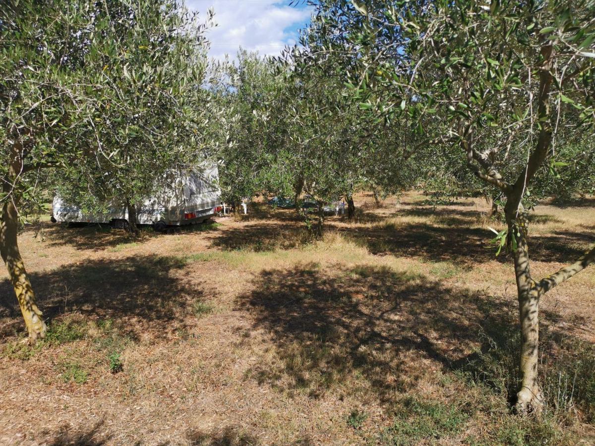 Jacuzi In The Olive Grove * Pula