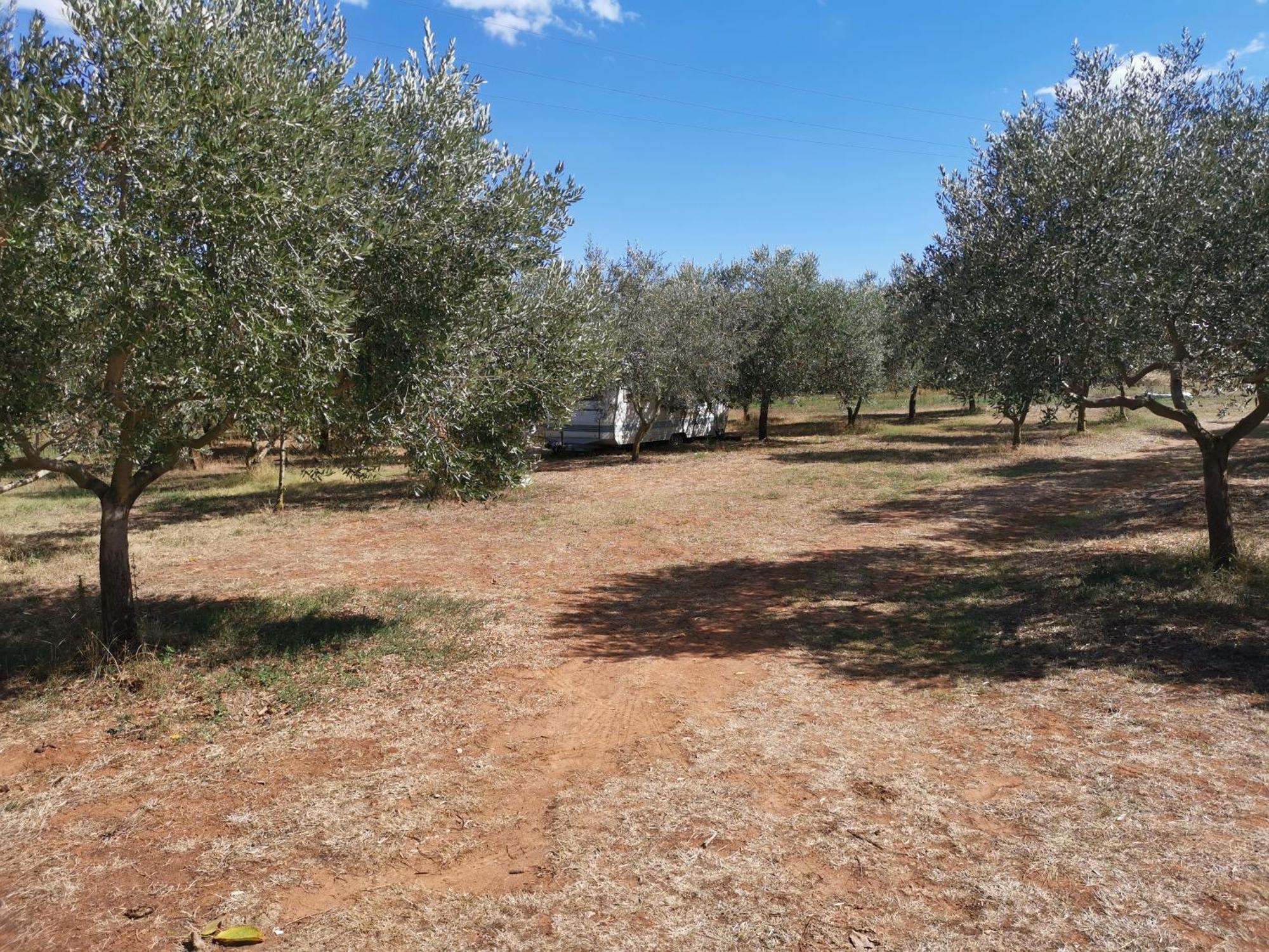 Jacuzi In The Olive Grove Camping Pula